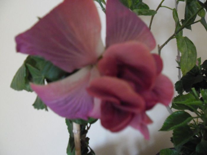 Exotic Lavander Lady - Hibiscus 2013-3