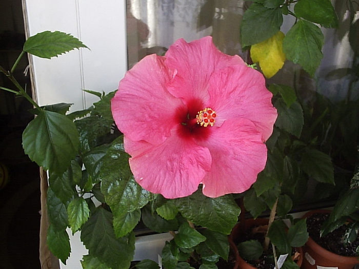 07.09.2013 - Hibiscus 2013