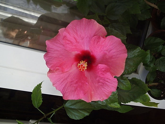 07.09.2013 - Hibiscus 2013