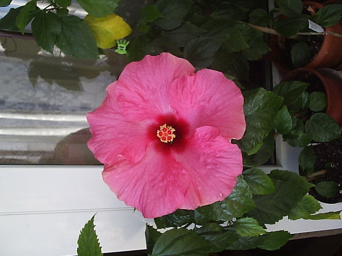 07.09.2013 - Hibiscus 2013