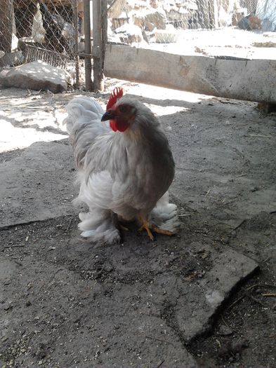 Cochin pitic sidef