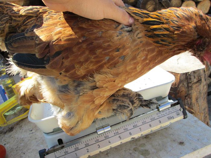 IMG_1894 - pui de 20 -23 saptamani