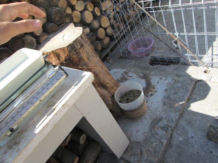 IMG_1895 - pui de 20 -23 saptamani