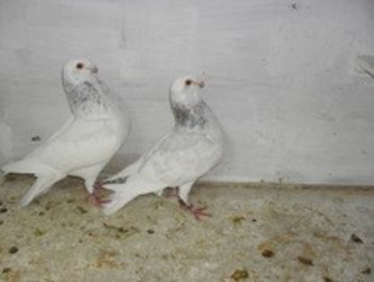 GUSAT SPANIOL - PORUMBEI ORNAMENT NET