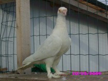 VOIAJOR UNGURESC INCALTAT