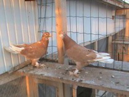 VOIAJOR UNGURESC INCALTAT