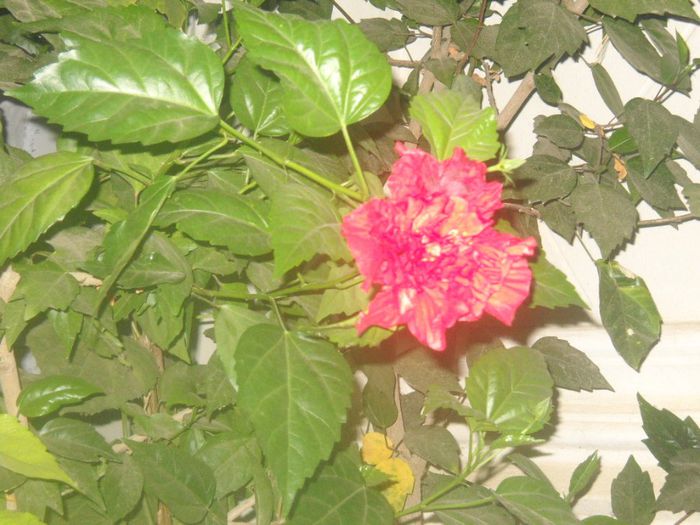 DSCN6530 - 0 floricele