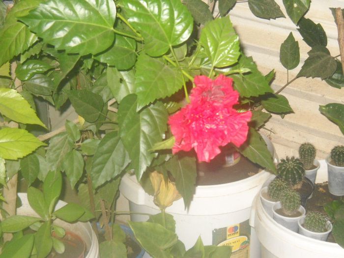 DSCN6531 - 0 floricele