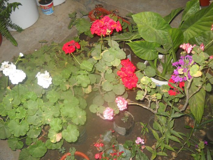 DSCN6532 - 0 floricele