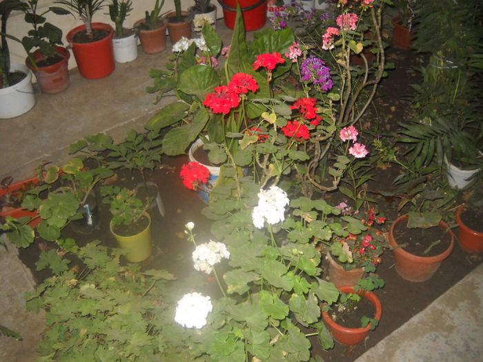 DSCN6533 - 0 floricele