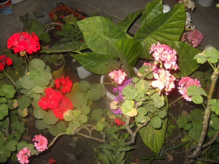 DSCN6535 - 0 floricele