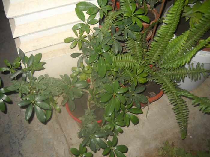 DSCN6536 - 0 floricele