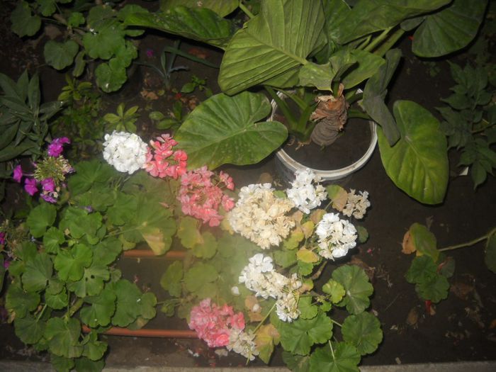 DSCN6537 - 0 floricele