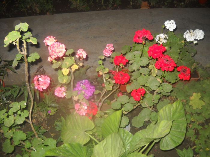 DSCN6538 - 0 floricele