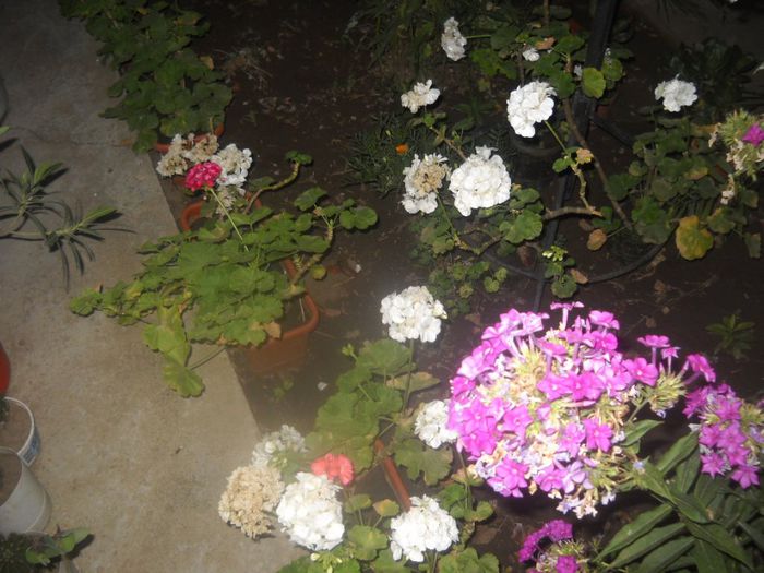 DSCN6539 - 0 floricele