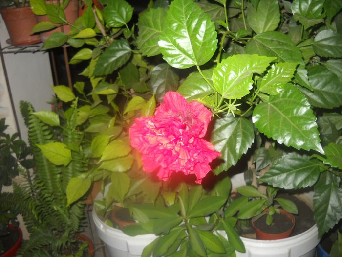 DSCN6540 - 0 floricele