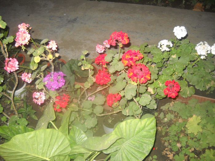 DSCN6541 - 0 floricele