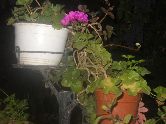 DSCN6542 - 0 floricele