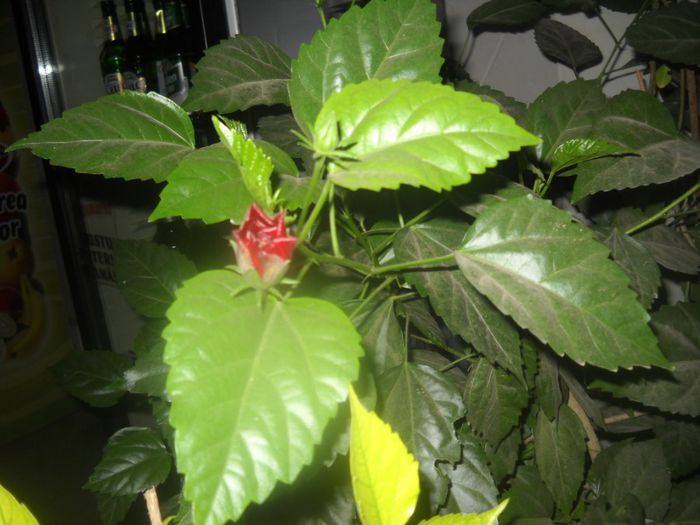 DSCN6543 - 0 floricele