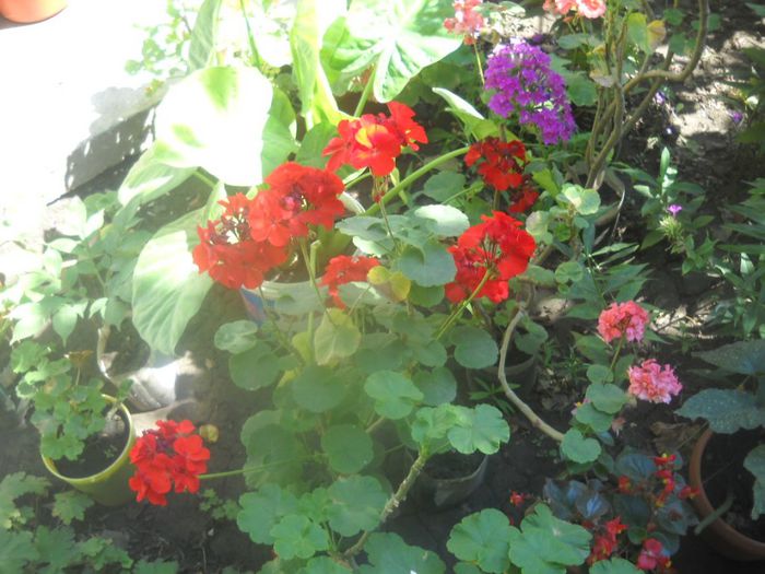 DSCN6550 - 0 floricele