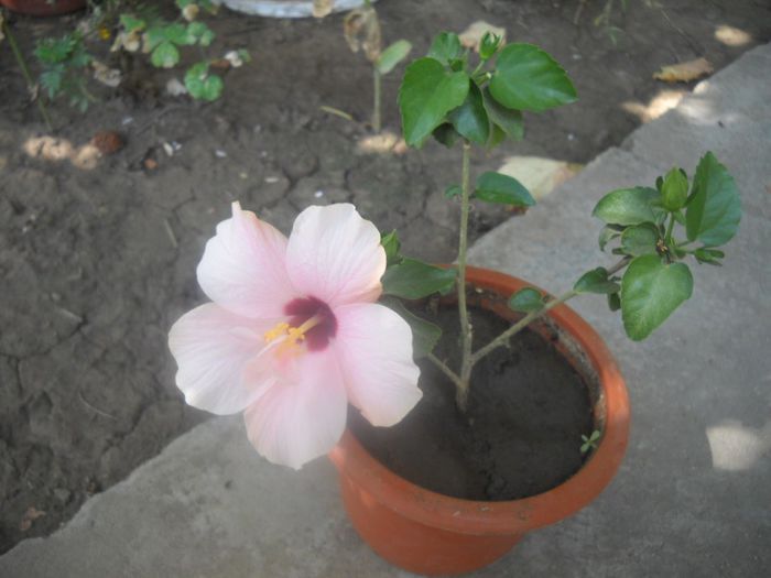 DSCN6570 - 0 floricele