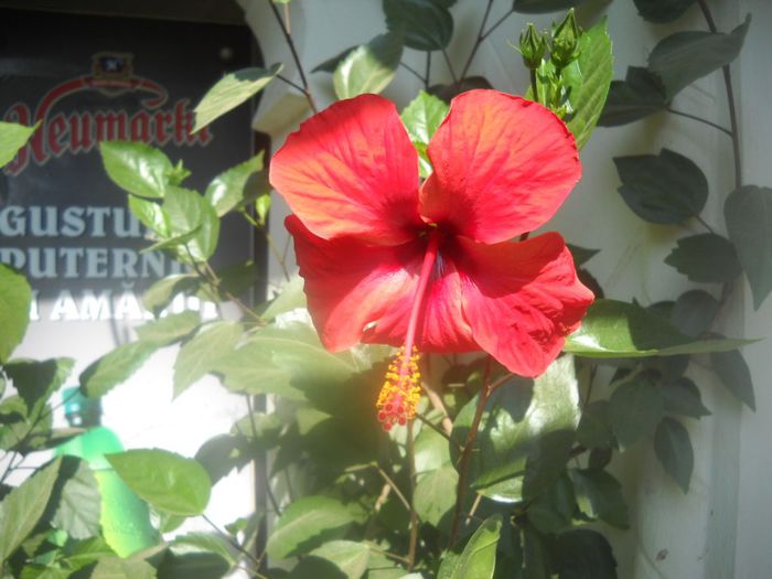 DSCN6573 - 0 floricele