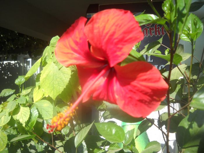 DSCN6574 - 0 floricele