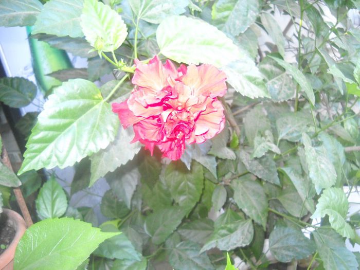 DSCN6595 - 0 floricele