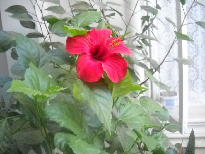 DSCN6596 - 0 floricele