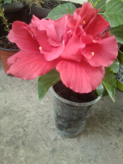 unu mic cu o floare mareee