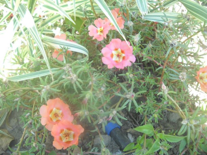 DSCN6555 - 7 flori de august