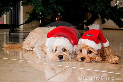 christmas-puppies-12772339 - poze