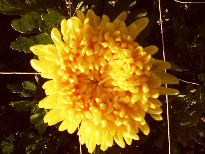 SDC13810 - crizanteme octombrie 2013
