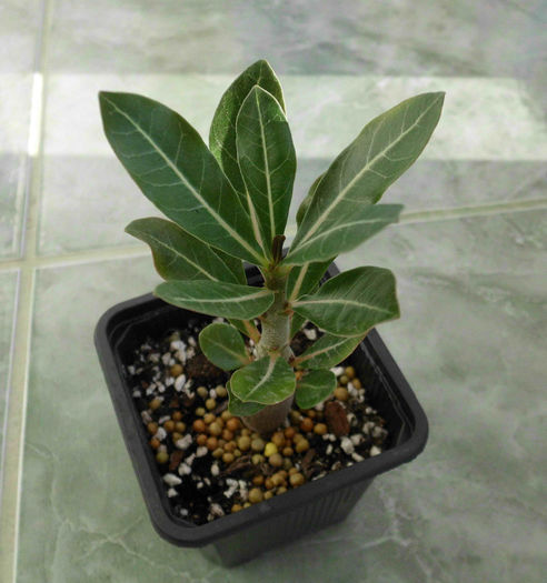 Adenium