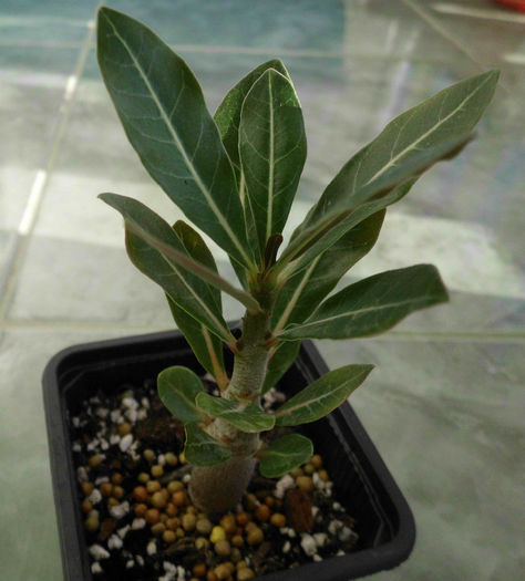 Adenium