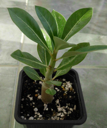 Adenium