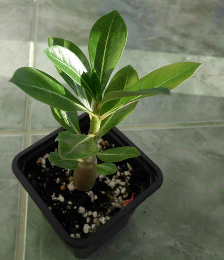 Adenium