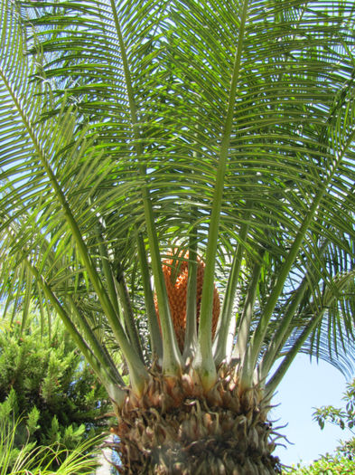 floare de cycas (masculina) - gradina-septembrie