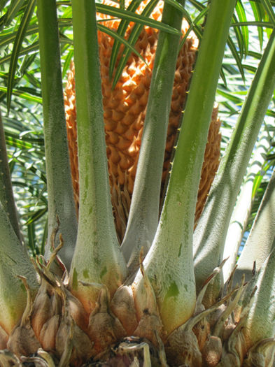 floare de cycas (masculina) - gradina-septembrie