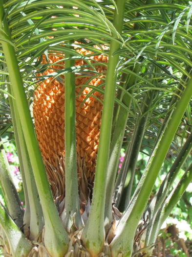 floare de cycas (masculina) - gradina-septembrie