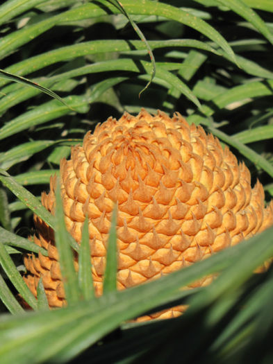 floare de cycas (masculina) - gradina-septembrie