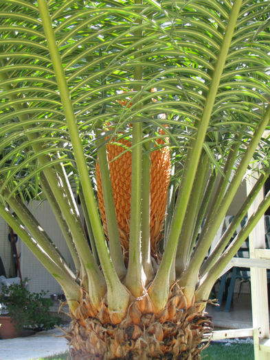 floare de cycas (masculina) - gradina-septembrie