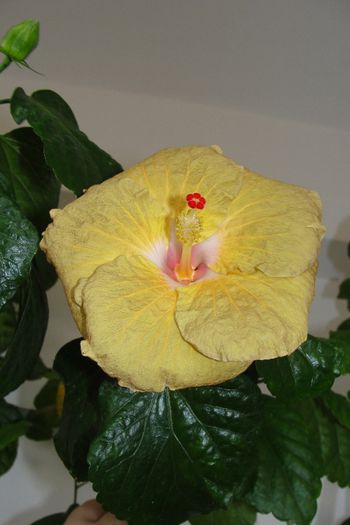  - Hibiscus Gommer 2