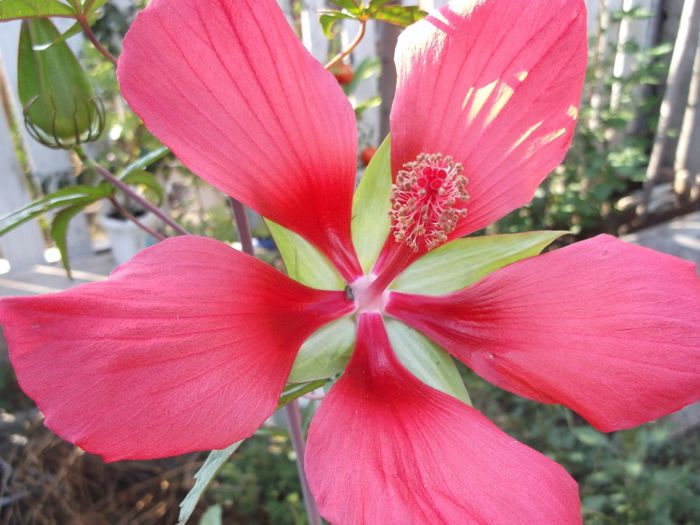 hibiscus gadina