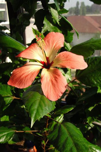 Storckii - Hibiscus-3