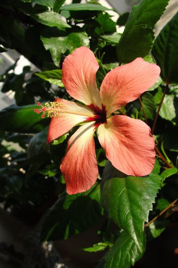  - Hibiscus-3