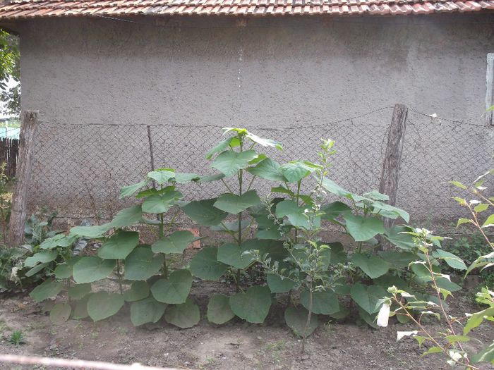 Arbore Paulownia