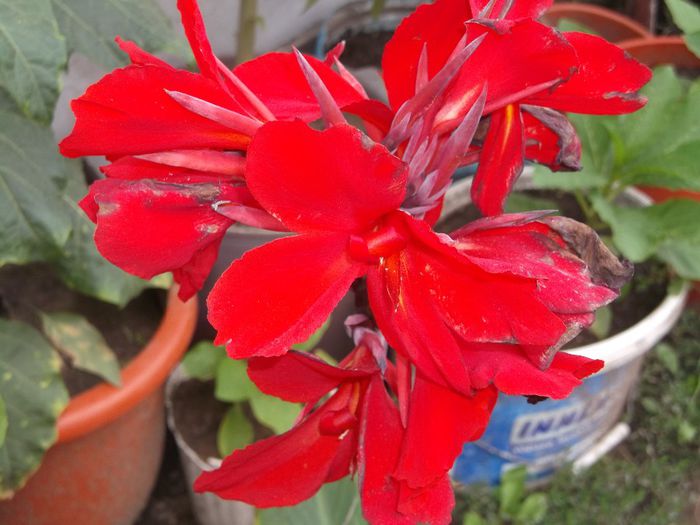 Canna indica