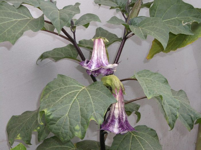 Datura mov