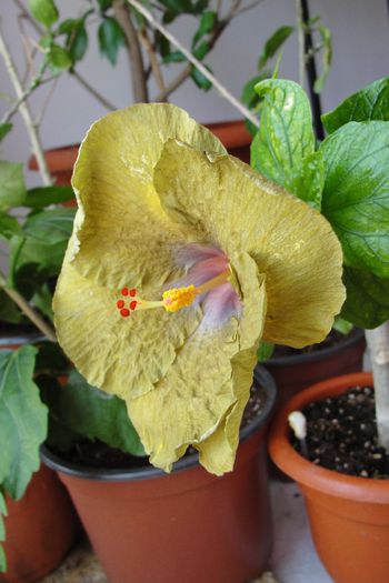 - Hibiscus Gommer 2